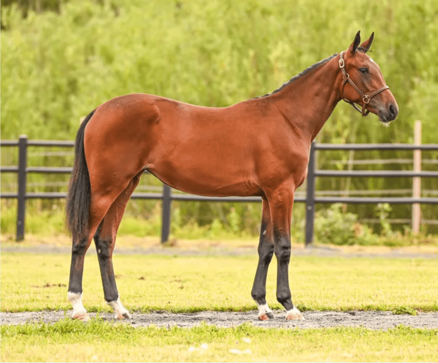 Bandida — harness racer trained by Jonathan Bardun